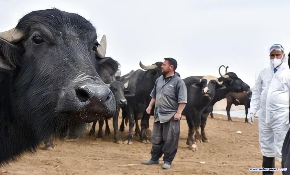 حظر دخول المواشي الى بغداد.. وتصريح مقلق عن تحول الحمى النزفية الى وباء